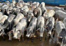 O peso médio por carcaça foi de surpreendentes 324 quilos, ou seja, 21,6 arrobas por bicho. Foto: Divulgação/Friboi Bela Vista (MS)
