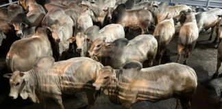 Machos Nelore, o 1º lugar, do pecuarista Wilson Brochmann, da Fazenda Maragogipe, em Itaquiraí (MS). Foto: Divulgação/Friboi de Naviraí (MS)