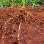 Enraizamento do Feijão-guandu - BRS Guatã - Foto: Juliana Sussai/Embrapa Pecuária Sudeste