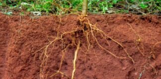 Enraizamento do Feijão-guandu - BRS Guatã - Foto: Juliana Sussai/Embrapa Pecuária Sudeste
