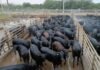 O lote de 170 novilhas Angus meio-sangue atingiu média de 287 kg de carcaça, o equivalente a 19,1 arrobas. Foto: Divulgação/Friboi de Vilhena (RO)