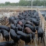O lote de 170 novilhas Angus meio-sangue atingiu média de 287 kg de carcaça, o equivalente a 19,1 arrobas. Foto: Divulgação/Friboi de Vilhena (RO)