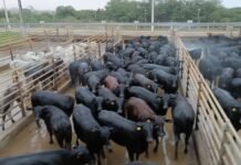 O lote de 170 novilhas Angus meio-sangue atingiu média de 287 kg de carcaça, o equivalente a 19,1 arrobas. Foto: Divulgação/Friboi de Vilhena (RO)