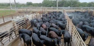O lote de 170 novilhas Angus meio-sangue atingiu média de 287 kg de carcaça, o equivalente a 19,1 arrobas. Foto: Divulgação/Friboi de Vilhena (RO)