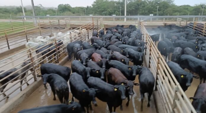 Novilhada angus surpreende em Rondônia com carcaças de 19@ e alta padronização O lote de 170 novilhas Angus meio-sangue atingiu média de 287 kg de carcaça, o equivalente a 19,1 arrobas. Foto: Divulgação/Friboi de Vilhena (RO)