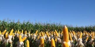 Novo biofungicida controla fungos de solo com até 80% de eficiência Renata Silva - Lavoura de milho sadia