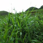  - O produto atua positivamente sobre as principais leguminosas forrageiras recomendadas para consórcios