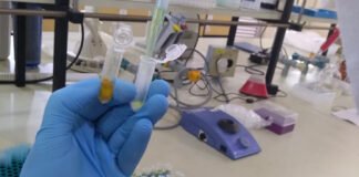 Gabriela Almeida - A análise de pólen permite entender os impactos de pesticidas sobre as abelhas e os riscos à saúde humana