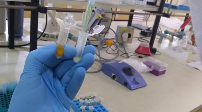 Gabriela Almeida - A análise de pólen permite entender os impactos de pesticidas sobre as abelhas e os riscos à saúde humana