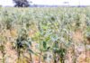Utilização de feijão-guandu BRS Mandarim para fins de pastagem. Foto: Juliana Sussai/Embrapa Pecuária Sudeste
