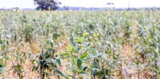 Utilização de feijão-guandu BRS Mandarim para fins de pastagem. Foto: Juliana Sussai/Embrapa Pecuária Sudeste