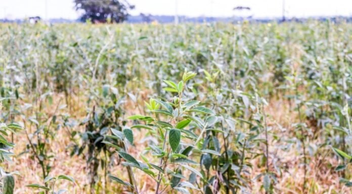 Pecuária sustentável: como o Guandu BRS Mandarim dobra o valor das suas pastagens Utilização de feijão-guandu BRS Mandarim para fins de pastagem. Foto: Juliana Sussai/Embrapa Pecuária Sudeste