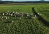 Bovinos em fase de recria no pasto. Foto: Reprodução