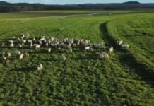 Bovinos em fase de recria no pasto. Foto: Reprodução