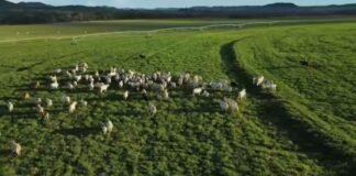 Bovinos em fase de recria no pasto. Foto: Reprodução