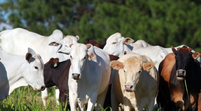 pecuária, gado , boi