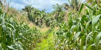 Nizia Fernandes - A solução tecnológica surgiu para equacionar problemas de baixas produtividades e ausência de condições de uso de tecnologias