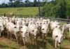 Novilhas em área de curral. Foto: Vítor Macedo/Embrapa Acre