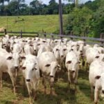 Novilhas em área de curral. Foto: Vítor Macedo/Embrapa Acre