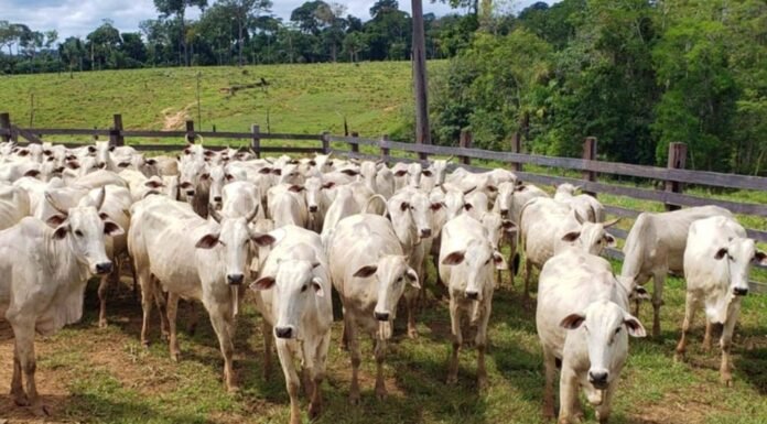 Novilhas em área de curral. Foto: Vítor Macedo/Embrapa Acre