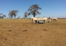nova metodologia da Embrapa ajuda a medir capim no pasto