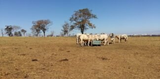 nova metodologia da Embrapa ajuda a medir capim no pasto