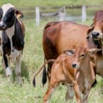 Tocantins alcança índice vacinal de 91,93% contra brucelose