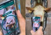 Aplicativo da QR Cattle realiza leitura biométrica do focinho de um boi em curral, usando a câmera do celular para identificar o animal por reconhecimento facial.