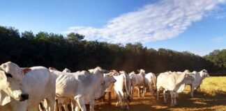 Boi, pastagem, bovinos