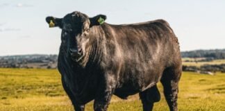Reprodutor da raça Angus. Foto: ABA
