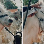 o ritual de beleza antes dos leilões e pistas de julgamento