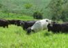 Doença da vaca louca riscos para rebanho