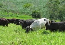 Doença da vaca louca riscos para rebanho
