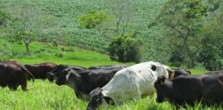 riscos e prevenção para seu rebanho Doença da vaca louca riscos para rebanho