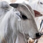 veja como os preços terminaram a semana pará, boi, vaca louca - protocolo