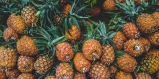 Abacaxi na silagem: entenda como o fruto pode nutrir bem o seu gado