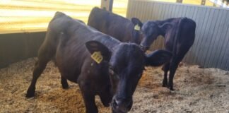 Beef on dairy: a estratégia que transforma bezerros machos em lucro Bezerros cruzados e Angus com matriz holandesa. Foto: Moroz, Michail. 2025