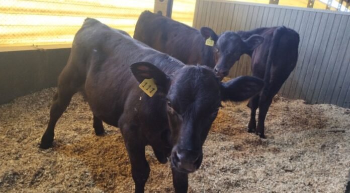 Bezerros cruzados e Angus com matriz holandesa. Foto: Moroz, Michail. 2025