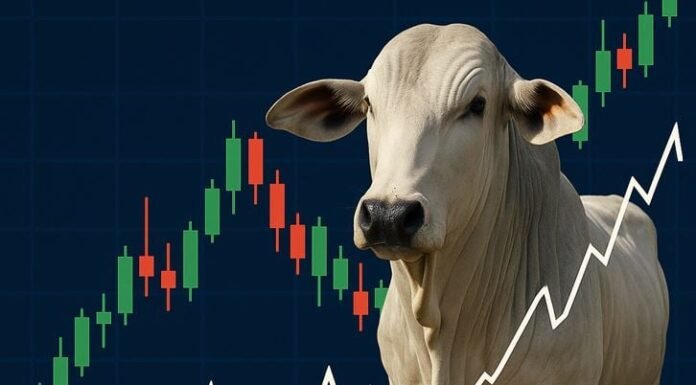 Boi gordo: derivativos movimentam R$ 19,6 bilhões em julho na B3 derivativos boi gordo