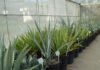 Alexandre Oliveira - O estudo inclui também outras variedades promissoras do gênero Agave mantidas no Banco Ativo de Germoplasma da Embrapa, para produção de biomassa