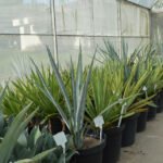 Alexandre Oliveira - O estudo inclui também outras variedades promissoras do gênero Agave mantidas no Banco Ativo de Germoplasma da Embrapa, para produção de biomassa