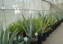 Alexandre Oliveira - O estudo inclui também outras variedades promissoras do gênero Agave mantidas no Banco Ativo de Germoplasma da Embrapa, para produção de biomassa