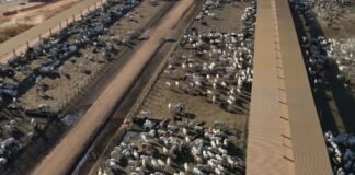 Bovinos de corte em confinamento. Foto: Reprodução