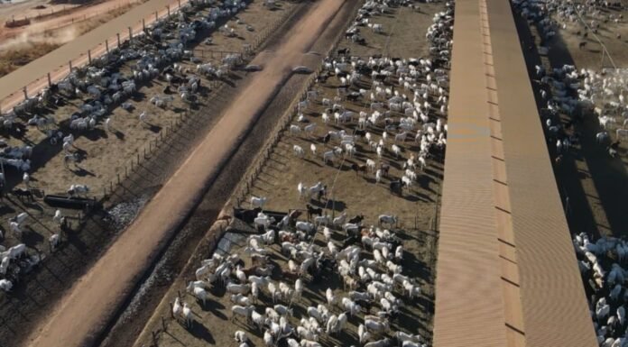 Confinamento de gado: custos caem em julho de 2025 em Goiás e São Paulo Bovinos de corte em confinamento. Foto: Reprodução