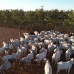 Confinamento de sucesso: como a sanidade e nutrição evitam perdas e aumentam o lucro Bovinos em área de confinamento no Boitel JBS de Guaiçara (SP). Foto: Reprodução/Giro do Boi