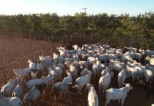 Bovinos em área de confinamento no Boitel JBS de Guaiçara (SP). Foto: Reprodução/Giro do Boi