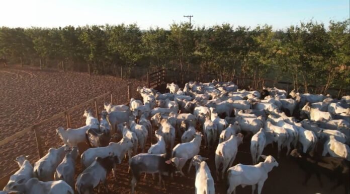 Confinamento de sucesso: como a sanidade e nutrição evitam perdas e aumentam o lucro Bovinos em área de confinamento no Boitel JBS de Guaiçara (SP). Foto: Reprodução/Giro do Boi
