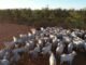 Bovinos em área de confinamento no Boitel JBS de Guaiçara (SP). Foto: Reprodução/Giro do Boi