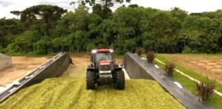 Confinamento lucrativo: como a escolha do volumoso impacta o seu lucro Compactação de silagem de milho. Foto: Reprodução