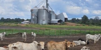 Da fronteira à inovação: como a pecuária em Roraima se torna exemplo de sucesso Foto: Wagner Pires